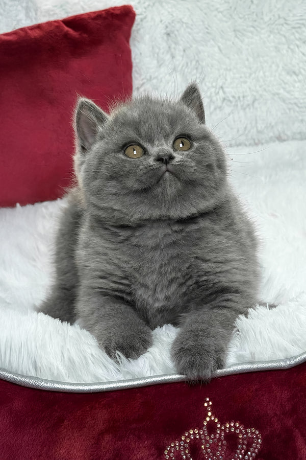 Chloe | British Shorthair Kitten