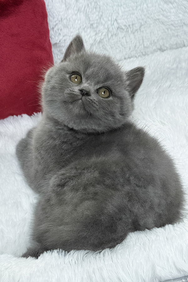 Chloe | British Shorthair Kitten