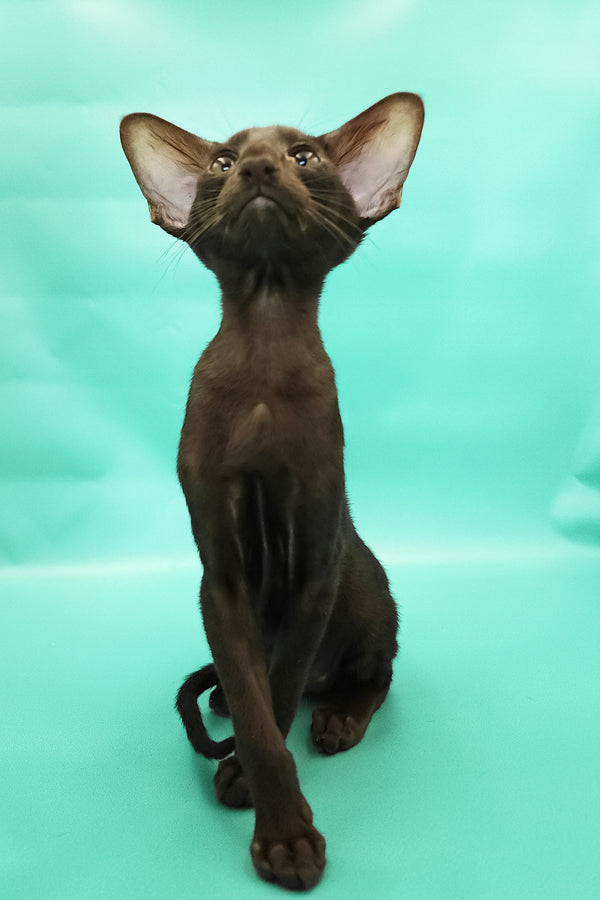 Christian | Oriental Shorthair Kitten