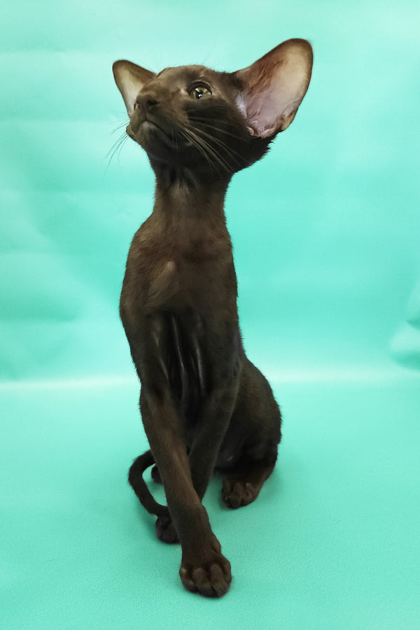 Christian | Oriental Shorthair Kitten