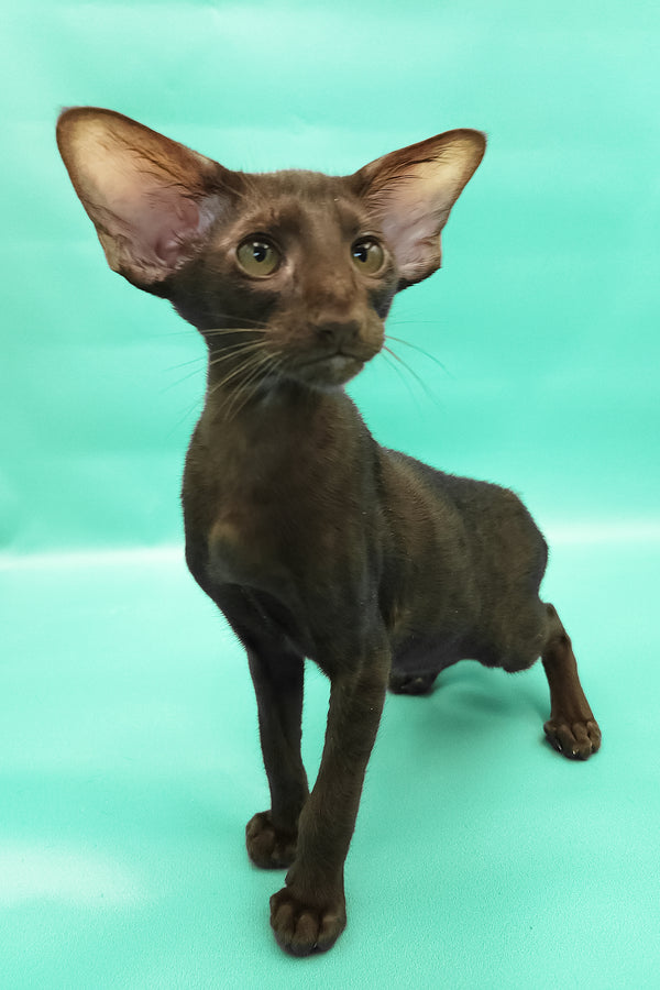 Christian | Oriental Shorthair Kitten