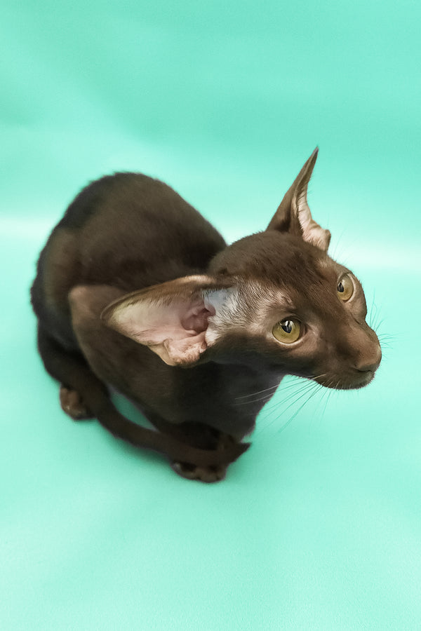 Christian | Oriental Shorthair Kitten