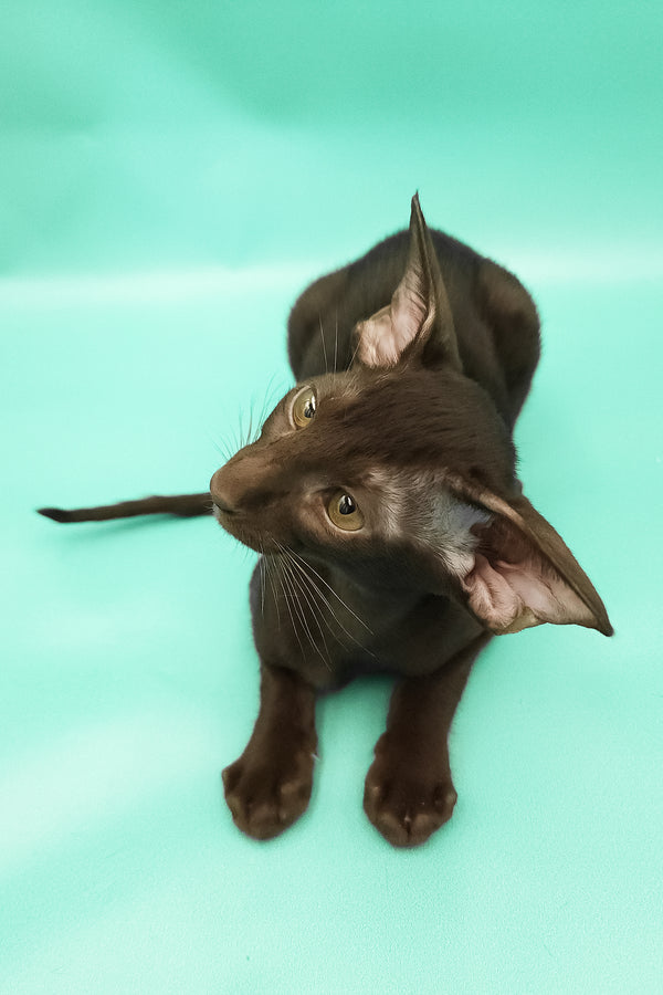 Christian | Oriental Shorthair Kitten