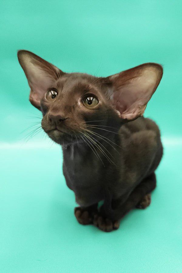 Christian | Oriental Shorthair Kitten