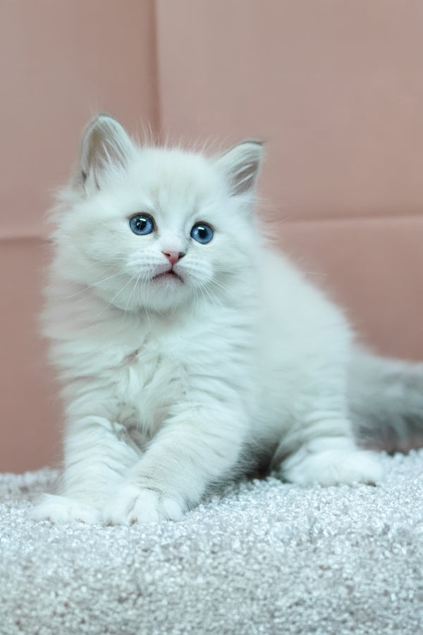 Cian | Siberian Kitten