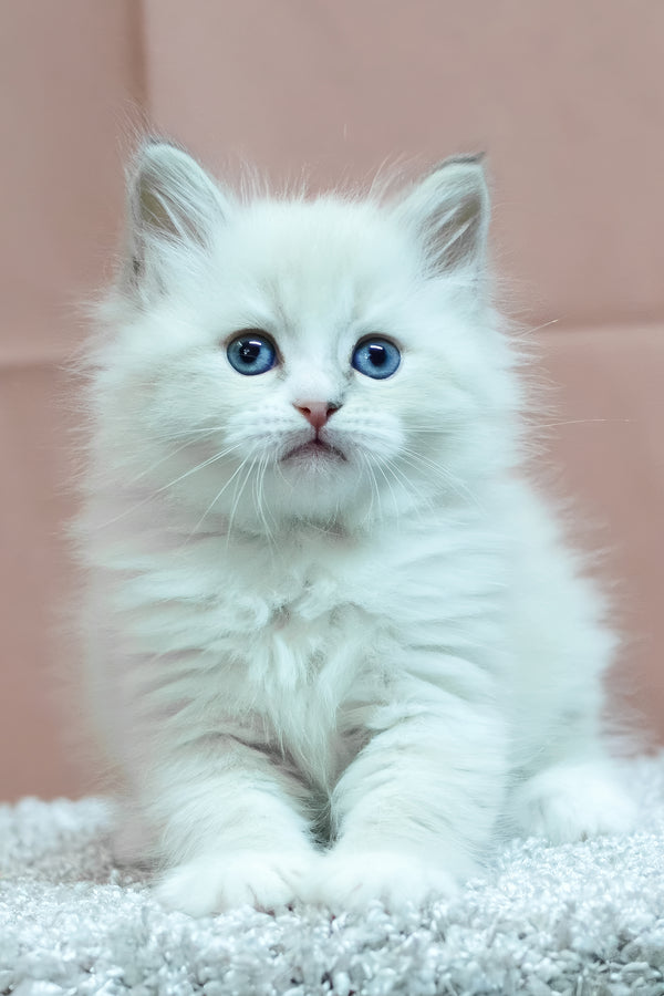 Cian | Siberian Kitten