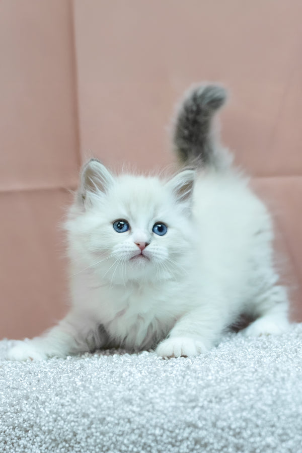 Cian | Siberian Kitten
