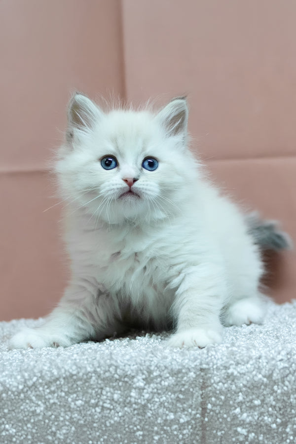 Cian | Siberian Kitten