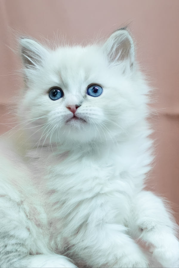 Cian | Siberian Kitten