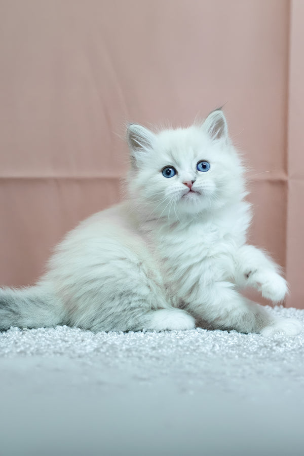 Cian | Siberian Kitten
