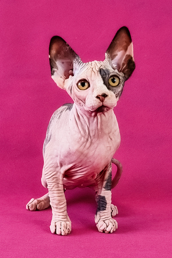Claudia | Canadian Sphynx Kitten