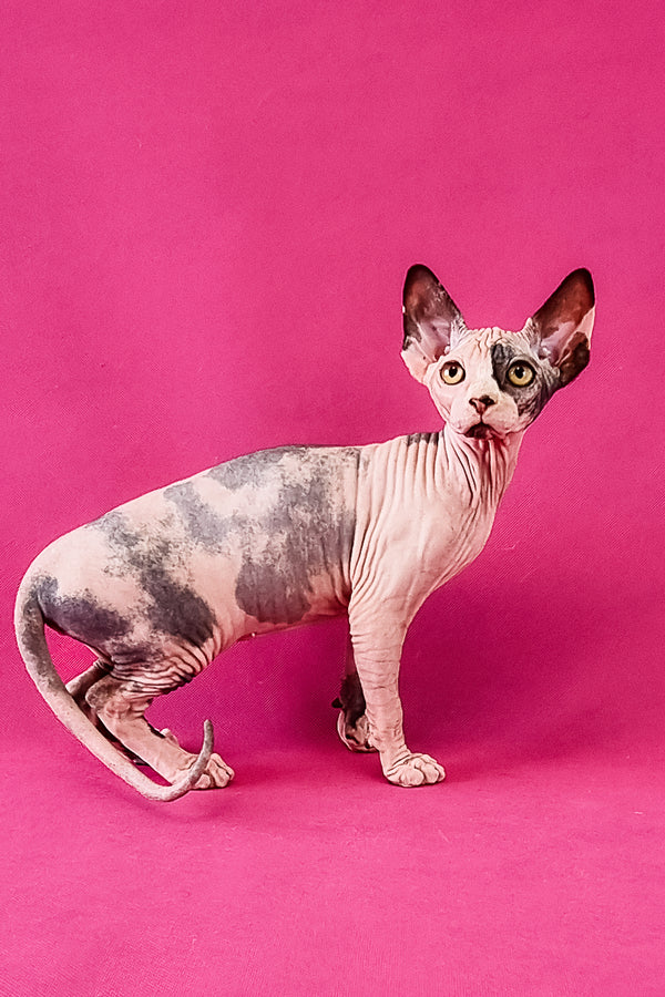 Claudia | Canadian Sphynx Kitten