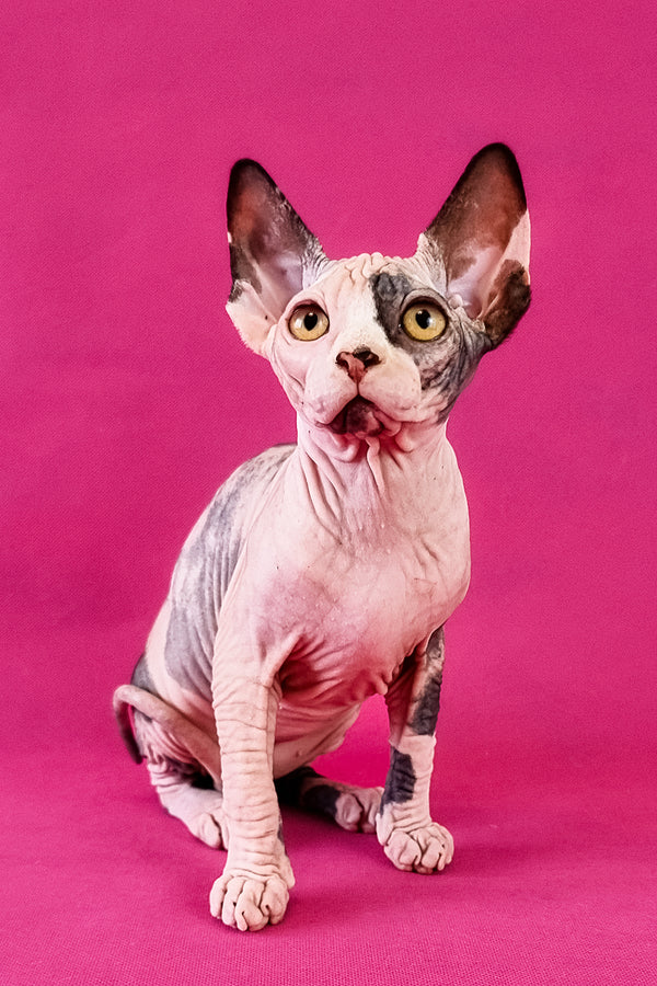 Claudia | Canadian Sphynx Kitten