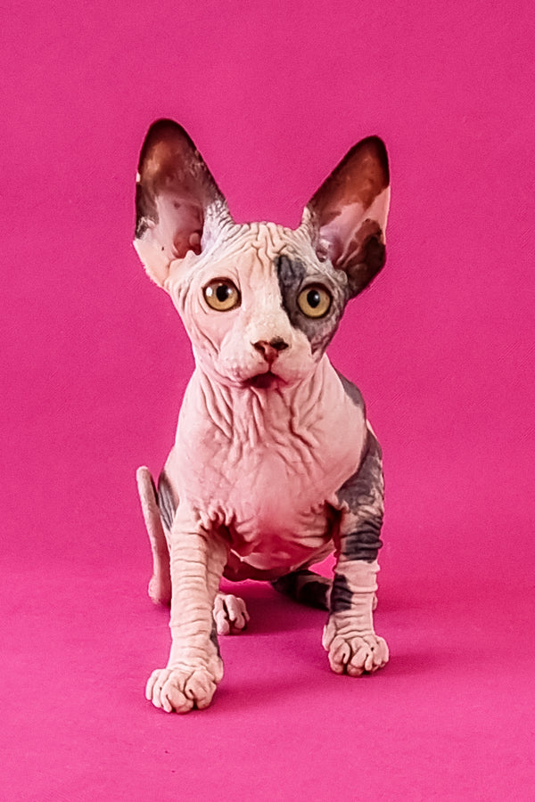 Claudia | Canadian Sphynx Kitten