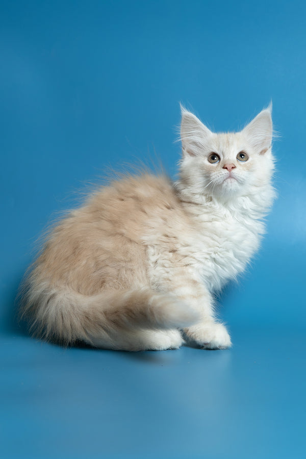 Clarissa | Maine Coon Kitten