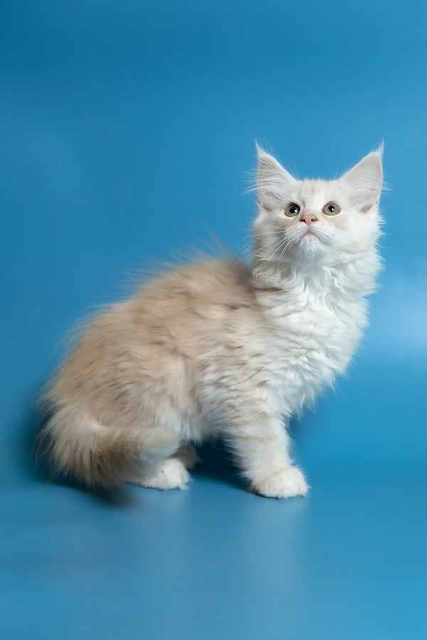Clarissa | Maine Coon Kitten