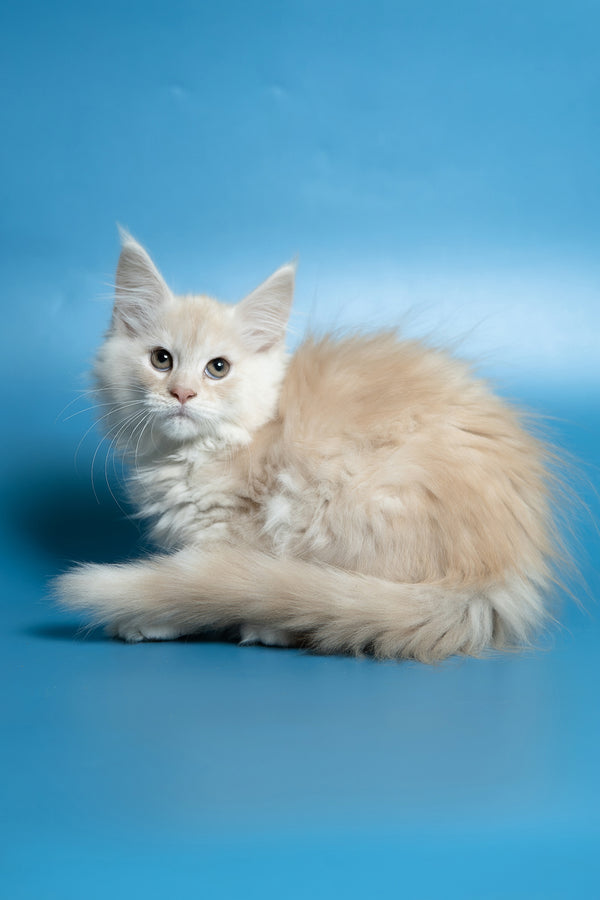 Clarissa | Maine Coon Kitten
