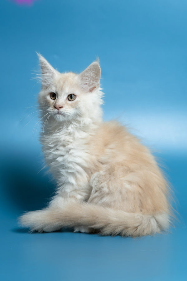 Clarissa | Maine Coon Kitten