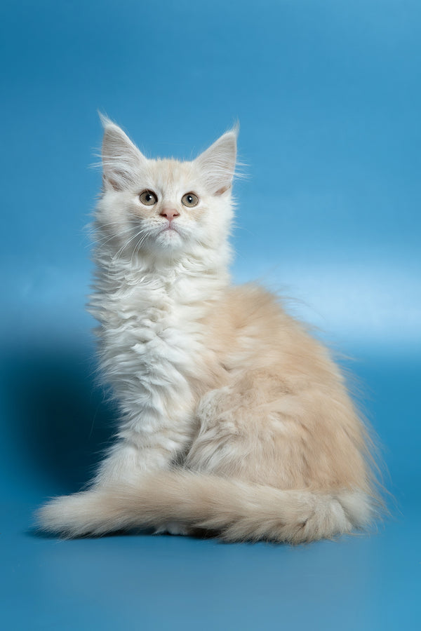 Clarissa | Maine Coon Kitten