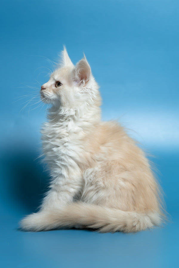 Clarissa | Maine Coon Kitten