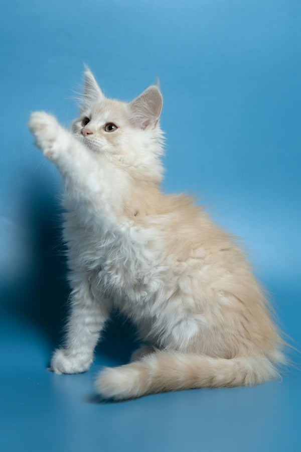 Clarissa | Maine Coon Kitten