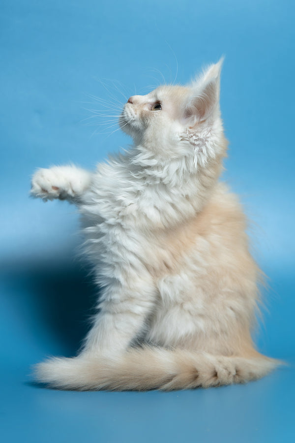 Clarissa | Maine Coon Kitten