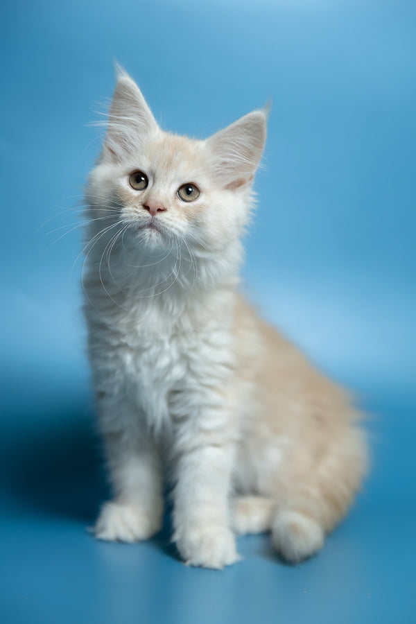 Clarissa | Maine Coon Kitten