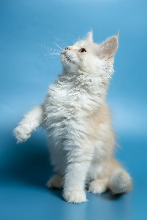 Clarissa | Maine Coon Kitten