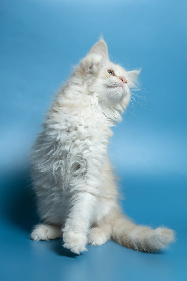Clarissa | Maine Coon Kitten
