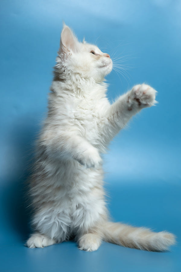 Clarissa | Maine Coon Kitten