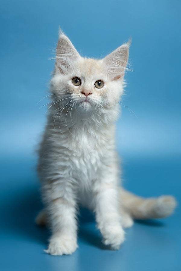 Clarissa | Maine Coon Kitten