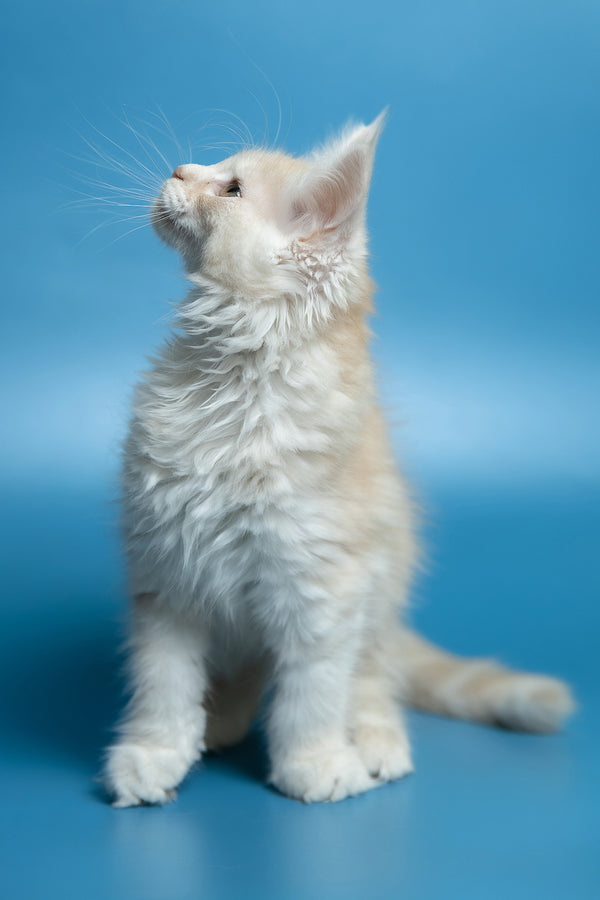 Clarissa | Maine Coon Kitten