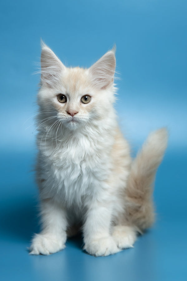 Clarissa | Maine Coon Kitten