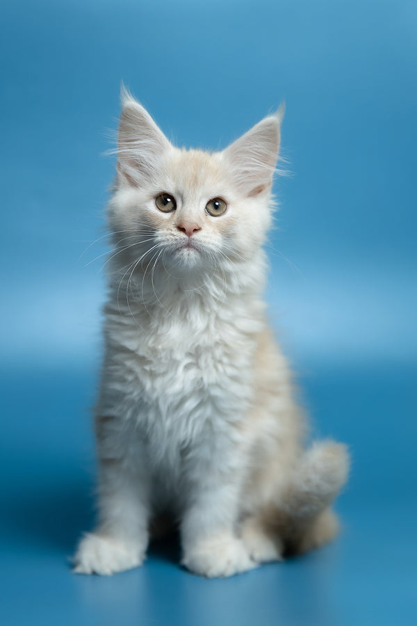 Clarissa | Maine Coon Kitten