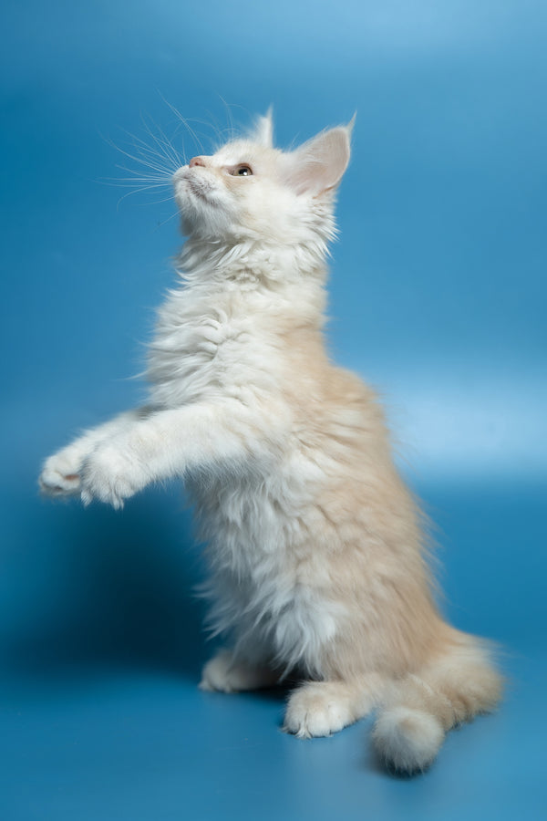 Clarissa | Maine Coon Kitten