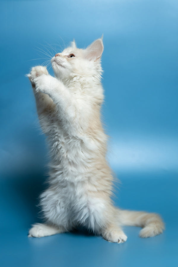 Clarissa | Maine Coon Kitten