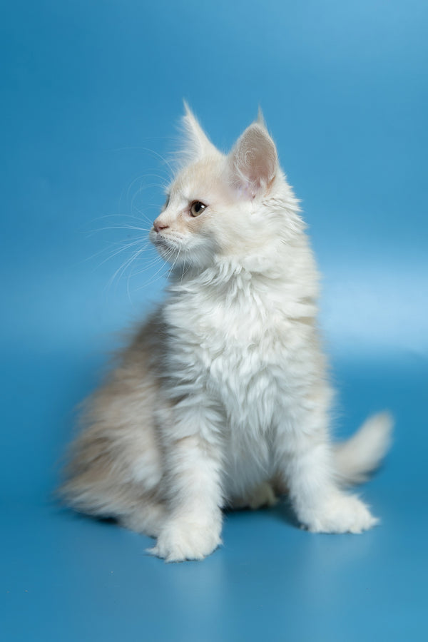 Clarissa | Maine Coon Kitten