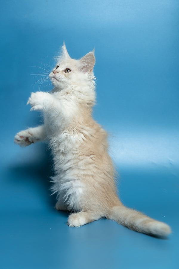 Clarissa | Maine Coon Kitten