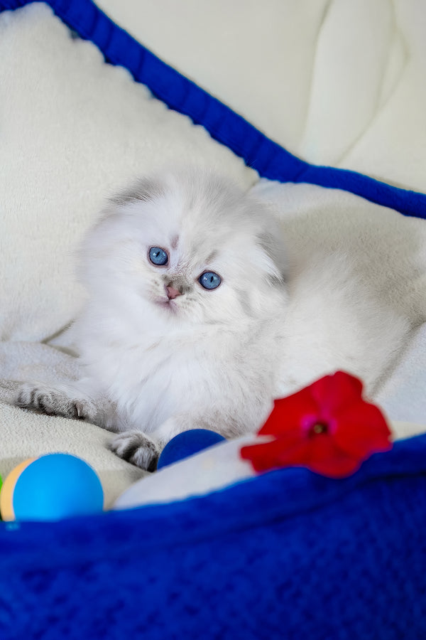 Cleopatra | Scottish Fold Longhair Kitten