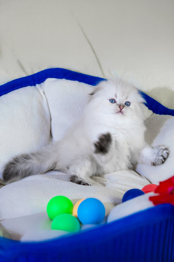 Cleopatra | Scottish Fold Longhair Kitten