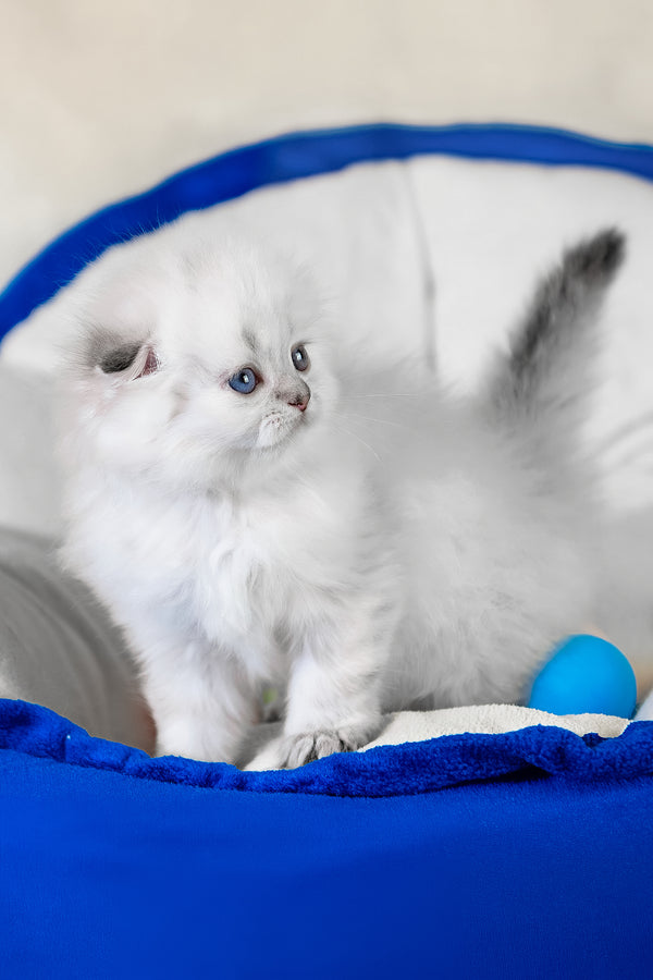 Cleopatra | Scottish Fold Longhair Kitten