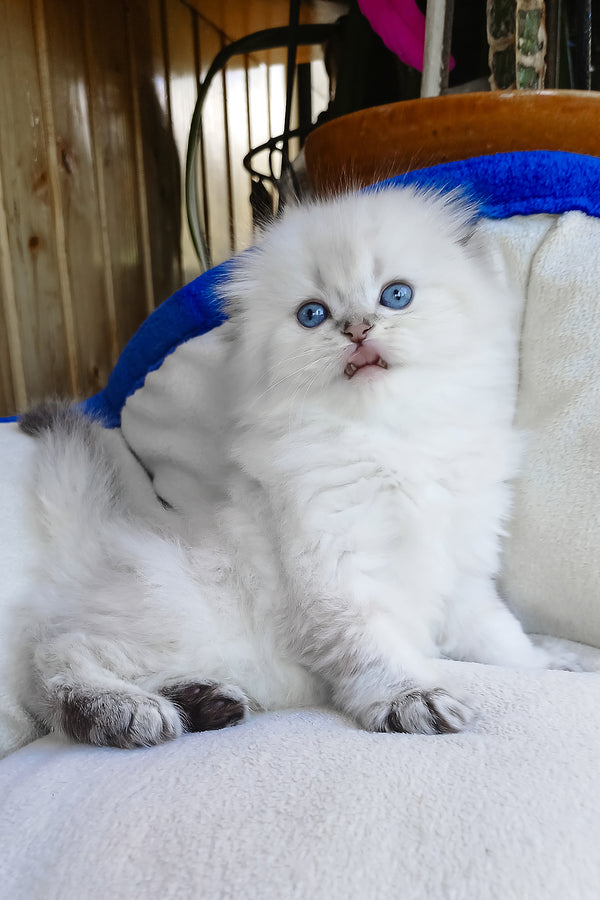 Cleopatra | Scottish Fold Longhair Kitten