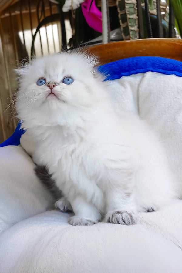 Cleopatra | Scottish Fold Longhair Kitten