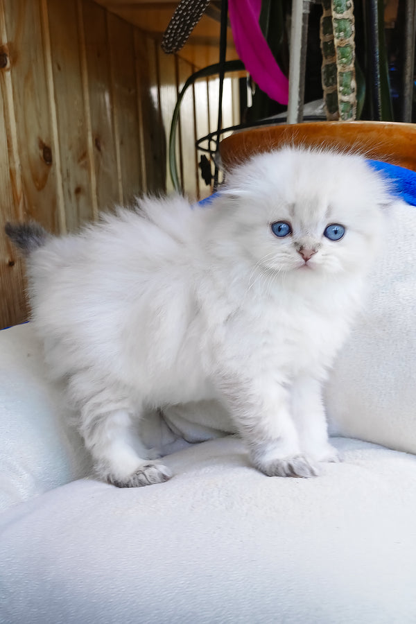 Cleopatra | Scottish Fold Longhair Kitten