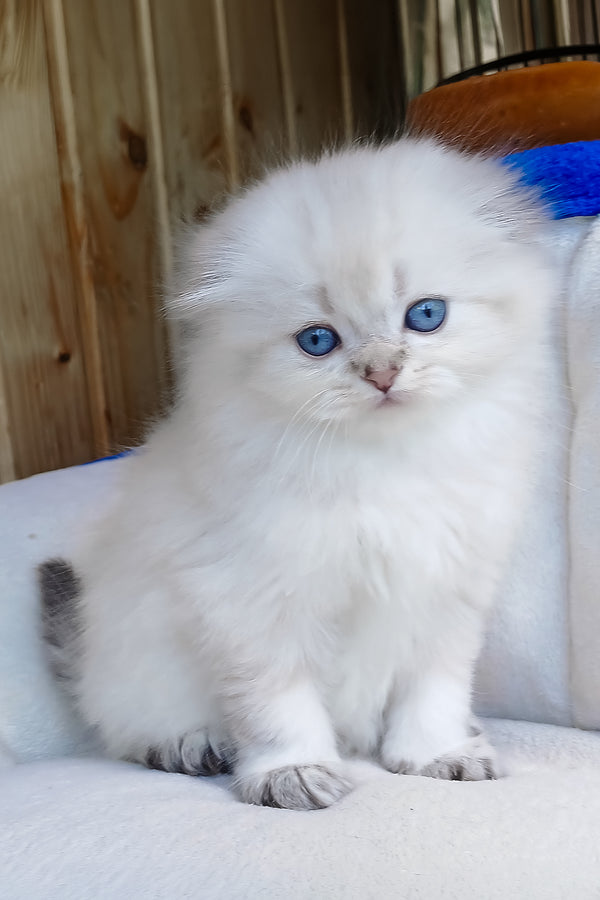Cleopatra | Scottish Fold Longhair Kitten