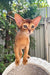Clint | Abyssinian Kitten