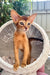 Clint | Abyssinian Kitten