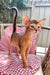 Clint | Abyssinian Kitten