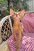 Clint | Abyssinian Kitten
