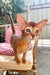 Clint | Abyssinian Kitten